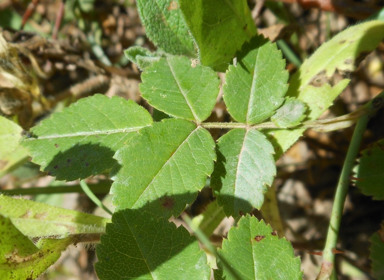 Rosa arvensis Huds. / Rosa cavallina